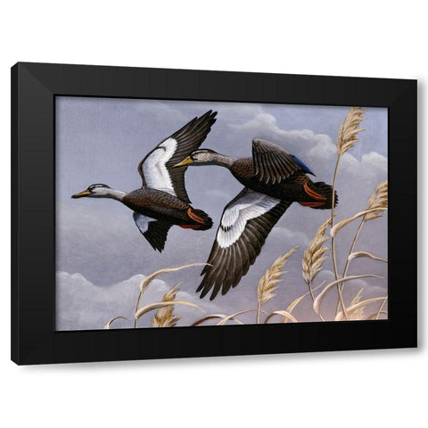 1982/1983 Black Ducks Black Modern Wood Framed Art Print with Double Matting by Goebel, Wilhelm
