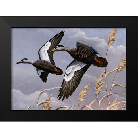 1982/1983 Black Ducks Black Modern Wood Framed Art Print by Goebel, Wilhelm
