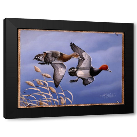 1986 Redhead Ducks Black Modern Wood Framed Art Print with Double Matting by Goebel, Wilhelm