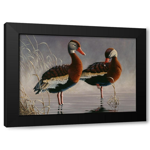 1989 Black Bellied Whistling Duck Black Modern Wood Framed Art Print with Double Matting by Goebel, Wilhelm