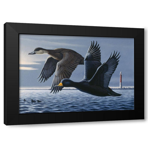 1990 Black Scoters Black Modern Wood Framed Art Print with Double Matting by Goebel, Wilhelm