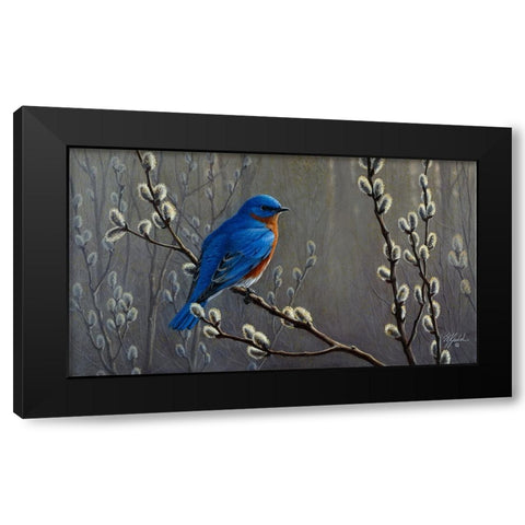 Signals Of Spring - Eastern Bluebird Black Modern Wood Framed Art Print by Goebel, Wilhelm