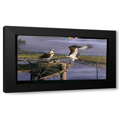 Chesapeake Treasurers - Osprey Black Modern Wood Framed Art Print with Double Matting by Goebel, Wilhelm