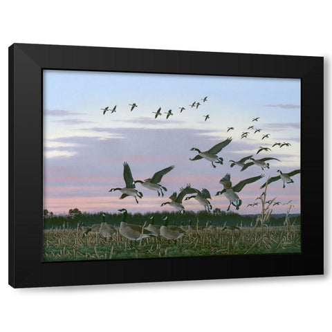 Wings Over Delmarva Black Modern Wood Framed Art Print with Double Matting by Goebel, Wilhelm