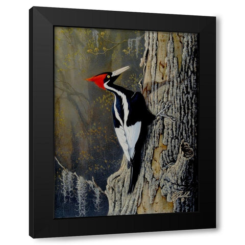 Ivory Bill Black Modern Wood Framed Art Print by Goebel, Wilhelm