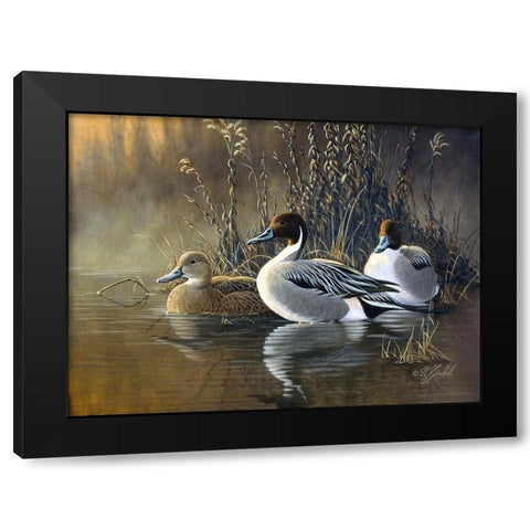 Pintail Trios Black Modern Wood Framed Art Print with Double Matting by Goebel, Wilhelm