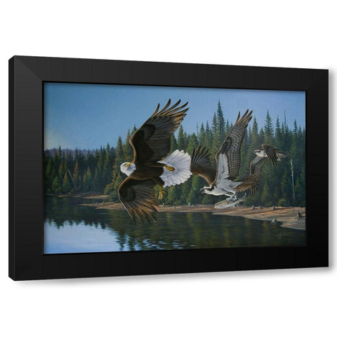Eagle Osprey Black Modern Wood Framed Art Print with Double Matting by Goebel, Wilhelm