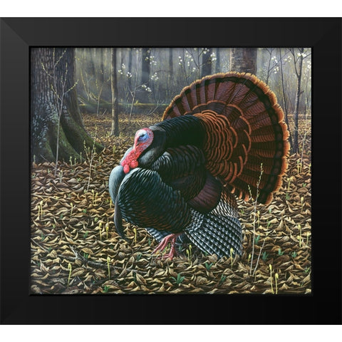 The King Of Spring - Wild Turkey Black Modern Wood Framed Art Print by Goebel, Wilhelm