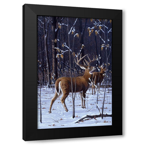 In His Prime - Whitetail Black Modern Wood Framed Art Print with Double Matting by Goebel, Wilhelm