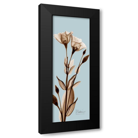 Tulip Pair  Brown on Blue Black Modern Wood Framed Art Print with Double Matting by Koetsier, Albert