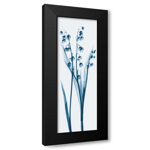 Lily of the Valley in Blue Black Modern Wood Framed Art Print by Koetsier, Albert