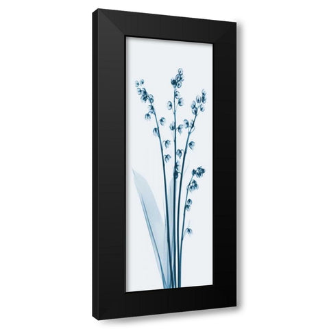 Lily of the Valley in Blue 2 Black Modern Wood Framed Art Print with Double Matting by Koetsier, Albert