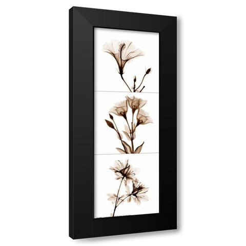 Sepia Floral Tryp Tych I Black Modern Wood Framed Art Print with Double Matting by Koetsier, Albert