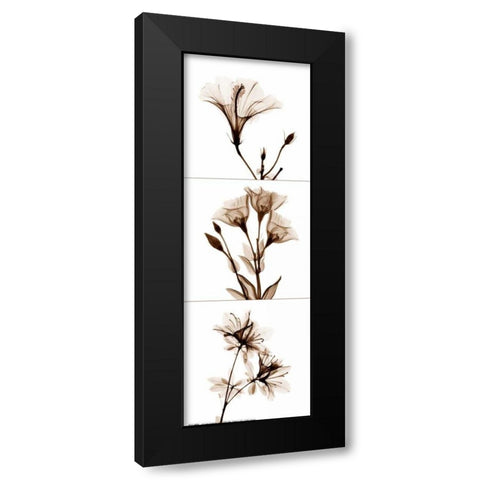 Sepia Floral Tryp Tych I Black Modern Wood Framed Art Print by Koetsier, Albert