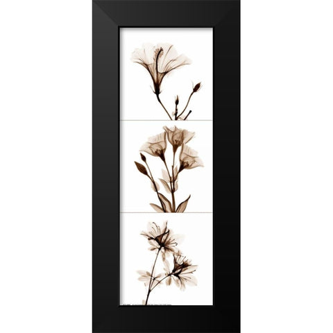 Sepia Floral Tryp Tych I Black Modern Wood Framed Art Print by Koetsier, Albert