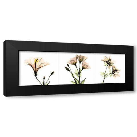 Pink Floral Tryp Tych I Black Modern Wood Framed Art Print with Double Matting by Koetsier, Albert