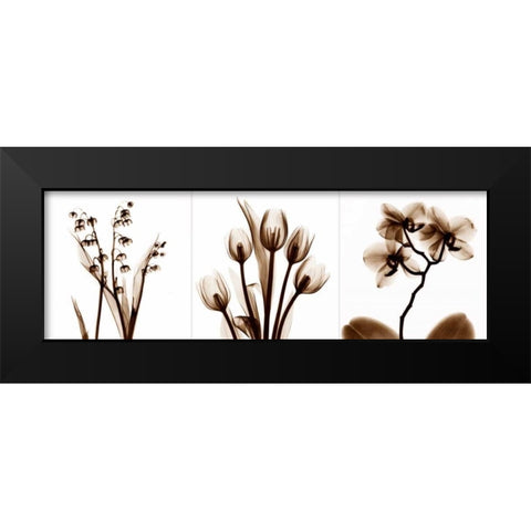 Sepia Floral Tryp Tych II Black Modern Wood Framed Art Print by Koetsier, Albert