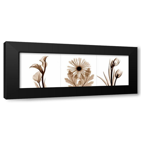 Sepia Floral Tryp Tych III Black Modern Wood Framed Art Print with Double Matting by Koetsier, Albert