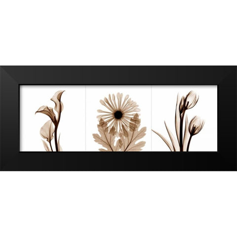 Sepia Floral Tryp Tych III Black Modern Wood Framed Art Print by Koetsier, Albert