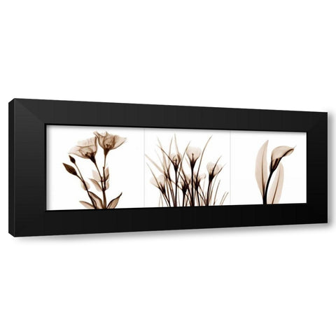 Sepia Floral Tryp Tych IV Black Modern Wood Framed Art Print with Double Matting by Koetsier, Albert