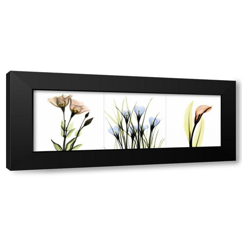 Multi-color Floral Tryp Tych I Black Modern Wood Framed Art Print with Double Matting by Koetsier, Albert