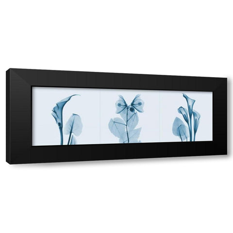 Lilies Triple in Blue Black Modern Wood Framed Art Print with Double Matting by Koetsier, Albert