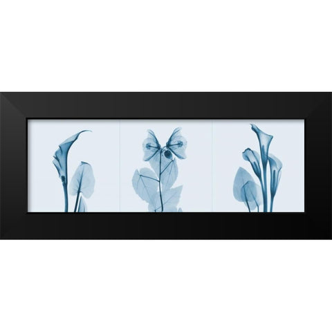 Lilies Triple in Blue Black Modern Wood Framed Art Print by Koetsier, Albert