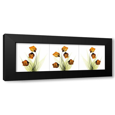 Sandersonia Triple in Gold Black Modern Wood Framed Art Print with Double Matting by Koetsier, Albert