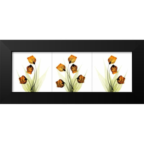 Sandersonia Triple in Gold Black Modern Wood Framed Art Print by Koetsier, Albert