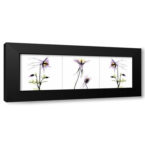 Columbine Triple Black Modern Wood Framed Art Print with Double Matting by Koetsier, Albert