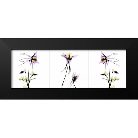 Columbine Triple Black Modern Wood Framed Art Print by Koetsier, Albert