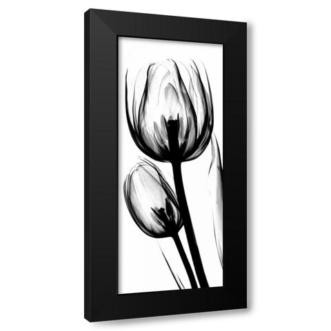 Tulip in BandW Black Modern Wood Framed Art Print with Double Matting by Koetsier, Albert