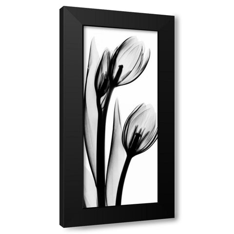 Tulip in BandW2 Black Modern Wood Framed Art Print with Double Matting by Koetsier, Albert