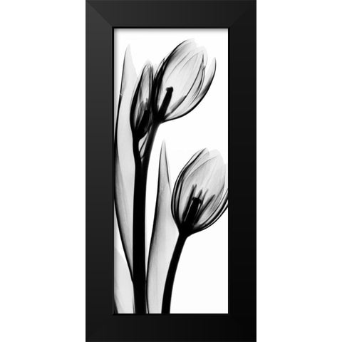 Tulip in BandW2 Black Modern Wood Framed Art Print by Koetsier, Albert