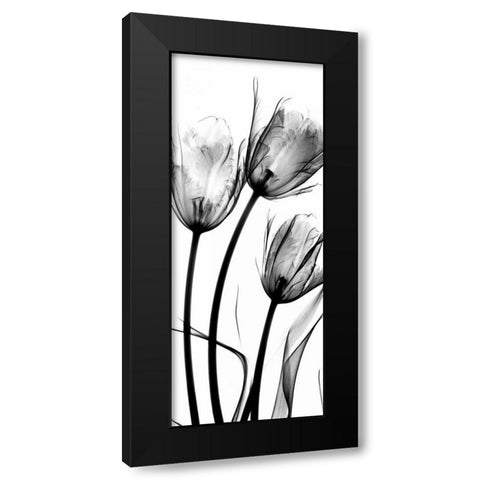 Tulips Black Modern Wood Framed Art Print with Double Matting by Koetsier, Albert