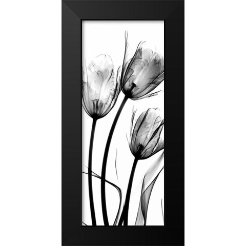 Tulips Black Modern Wood Framed Art Print by Koetsier, Albert