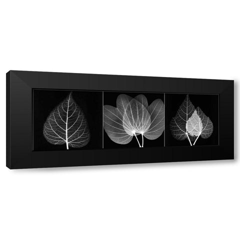 Leaf Triple on Black 2 Black Modern Wood Framed Art Print with Double Matting by Koetsier, Albert