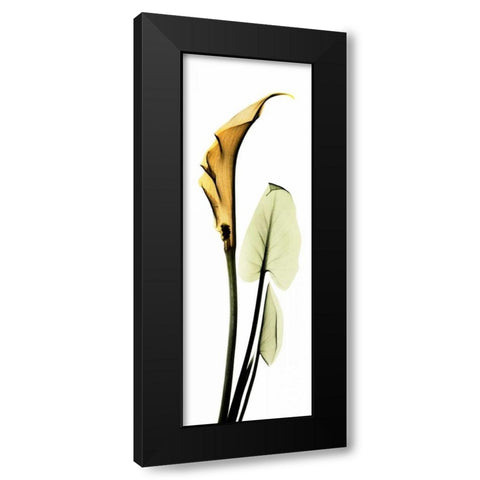 Calla Lily in Gold 2 Black Modern Wood Framed Art Print with Double Matting by Koetsier, Albert