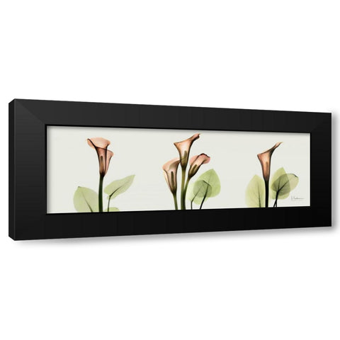 Spring Calla Lily Triple Black Modern Wood Framed Art Print by Koetsier, Albert