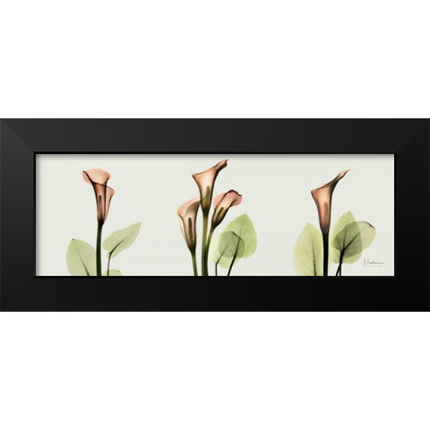 Spring Calla Lily Triple Black Modern Wood Framed Art Print by Koetsier, Albert