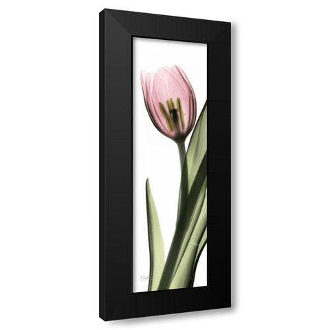 Tulip in Color 2 Black Modern Wood Framed Art Print by Koetsier, Albert
