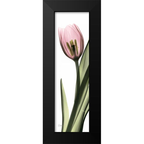 Tulip in Color 2 Black Modern Wood Framed Art Print by Koetsier, Albert