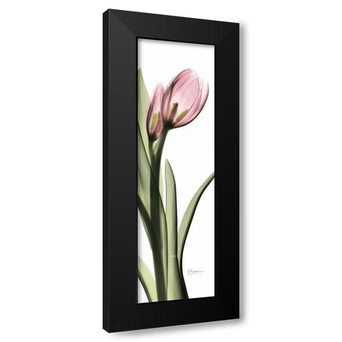 Tulip in Color 1 Black Modern Wood Framed Art Print with Double Matting by Koetsier, Albert