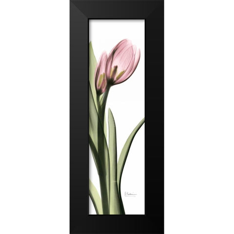 Tulip in Color 1 Black Modern Wood Framed Art Print by Koetsier, Albert