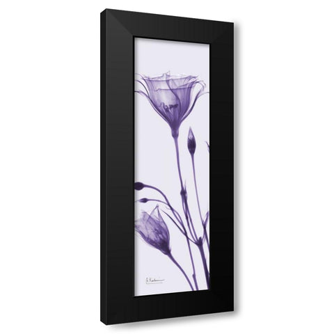 Gentian in Purple Black Modern Wood Framed Art Print with Double Matting by Koetsier, Albert