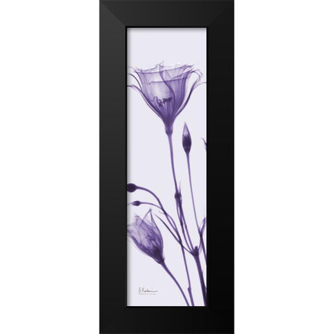 Gentian in Purple Black Modern Wood Framed Art Print by Koetsier, Albert