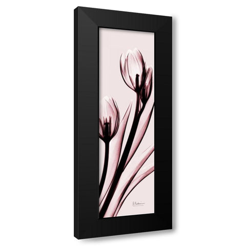 Tulip on Pink Black Modern Wood Framed Art Print by Koetsier, Albert