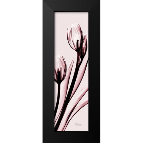 Tulip on Pink Black Modern Wood Framed Art Print by Koetsier, Albert