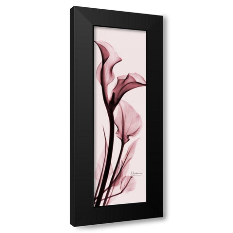 Calla Lily on Pink Black Modern Wood Framed Art Print with Double Matting by Koetsier, Albert