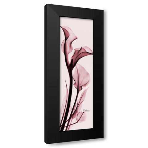 Calla Lily on Pink Black Modern Wood Framed Art Print by Koetsier, Albert